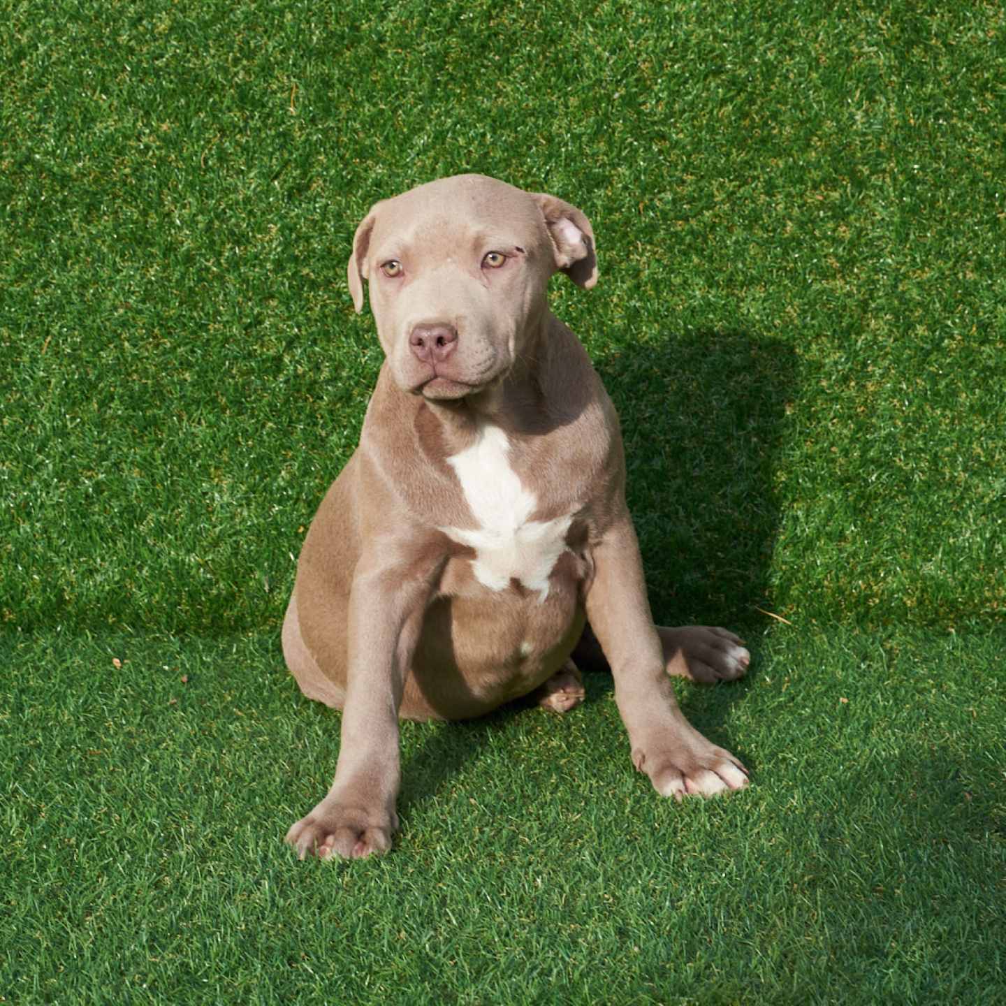pitbull forest house