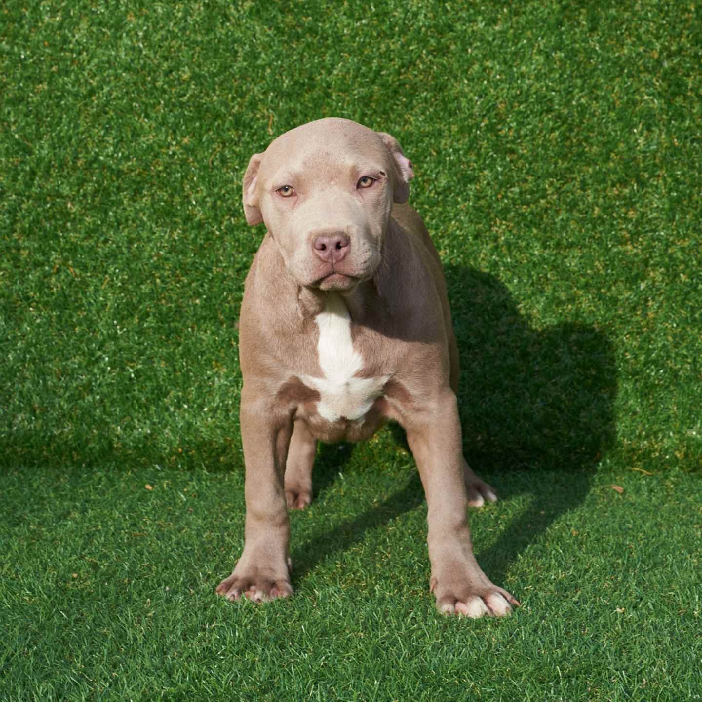 pitbull forest house