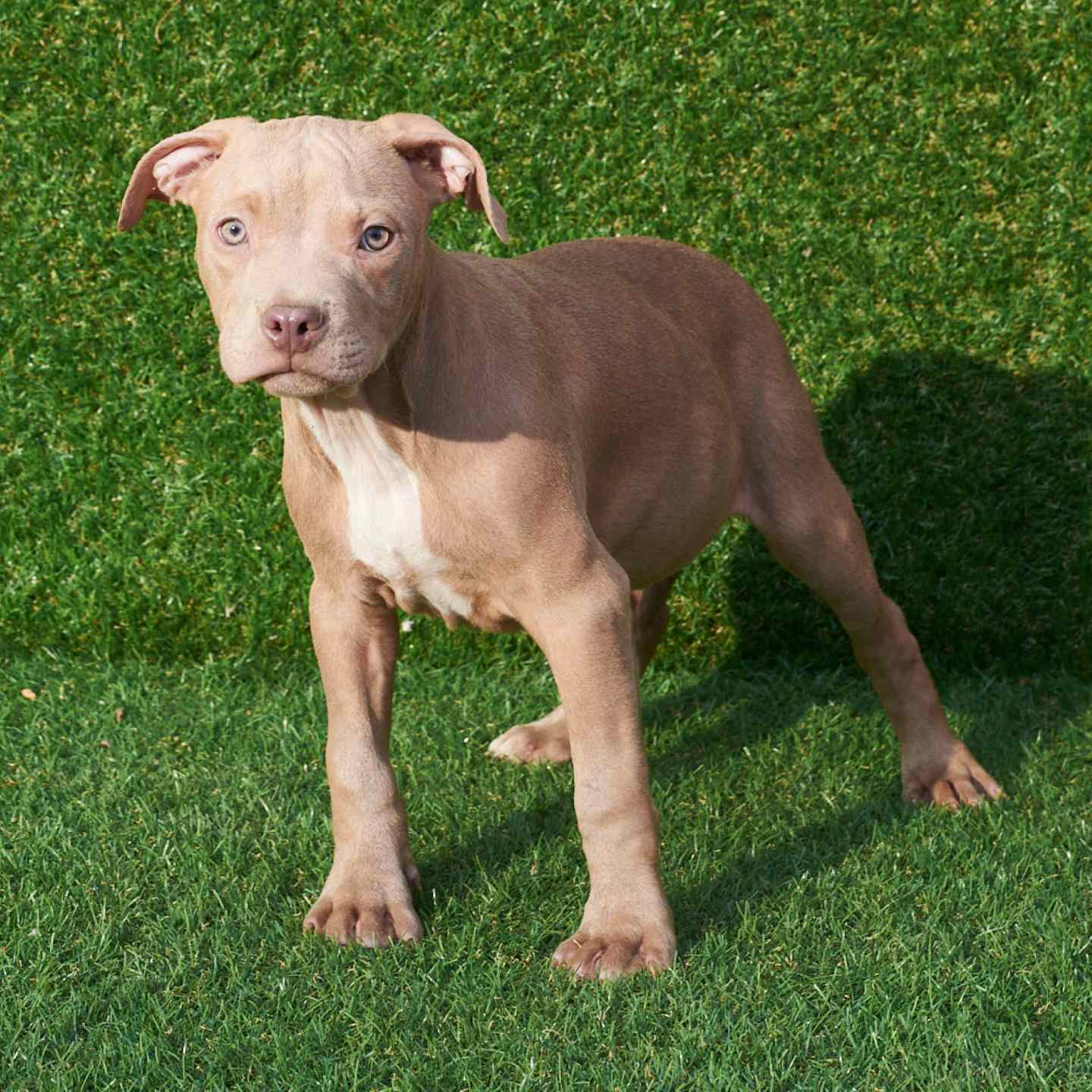 pitbull forest house