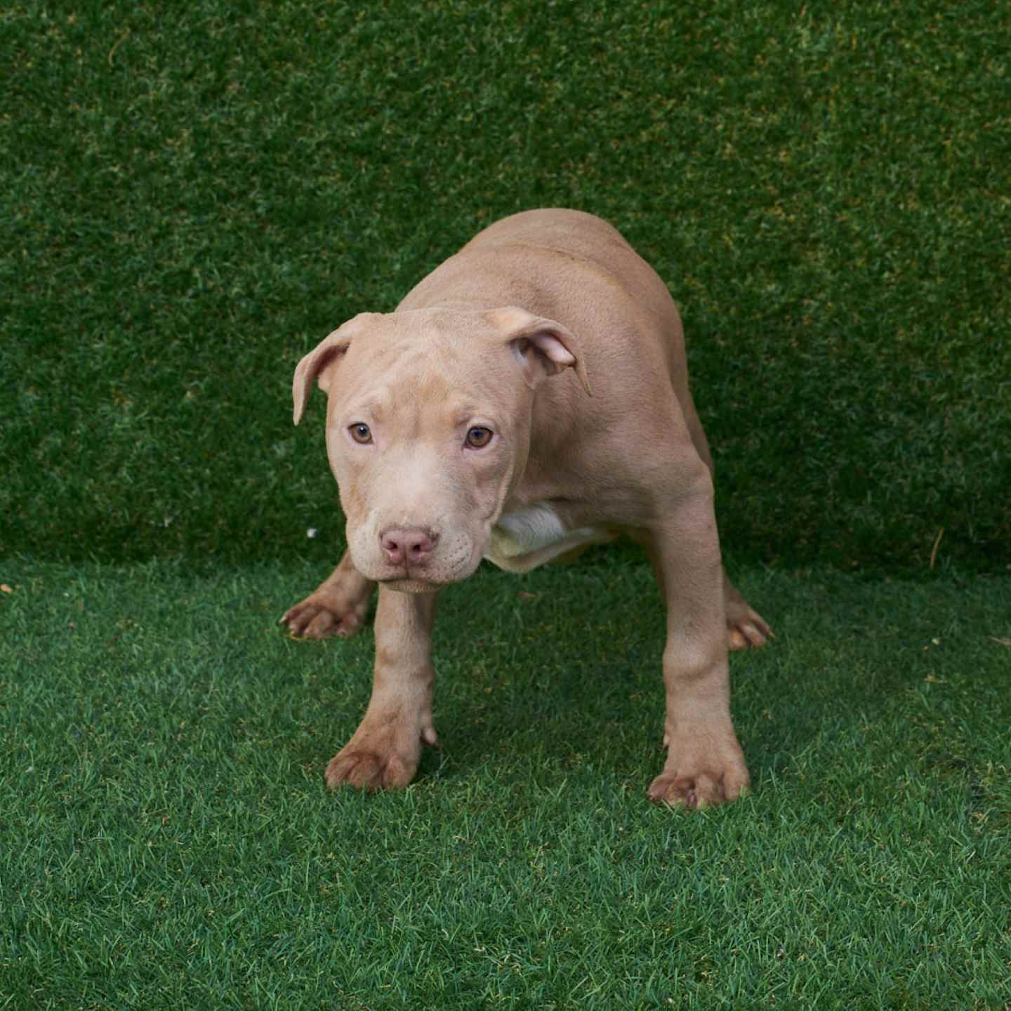 pitbull forest house