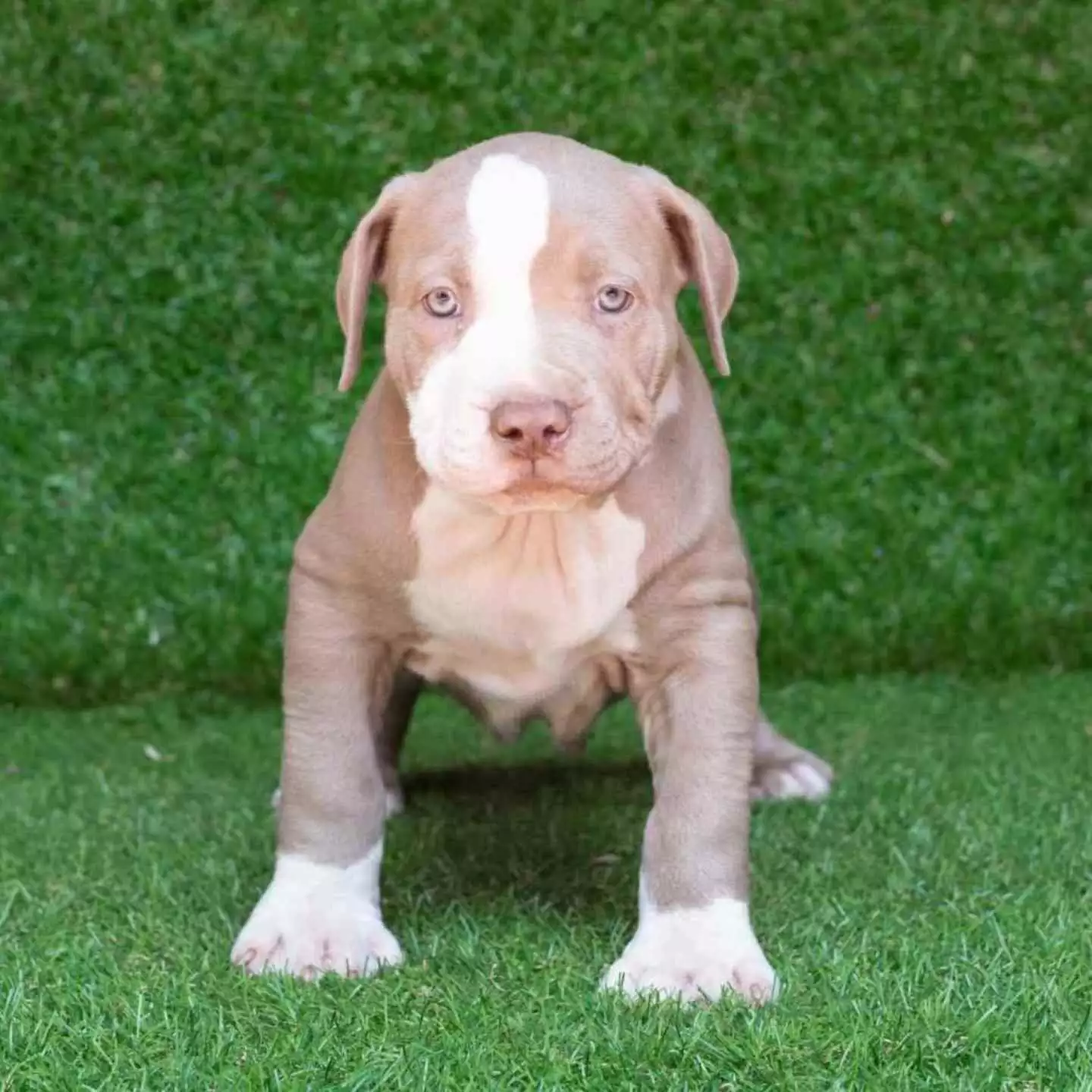 Fellow turnering Betydning American Pitbull Terrier Puppies for Sale Breeding Centre