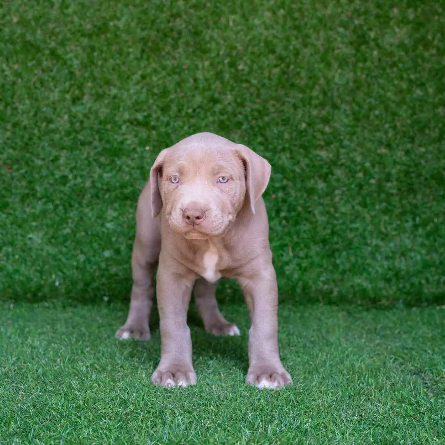 pitbull forest house