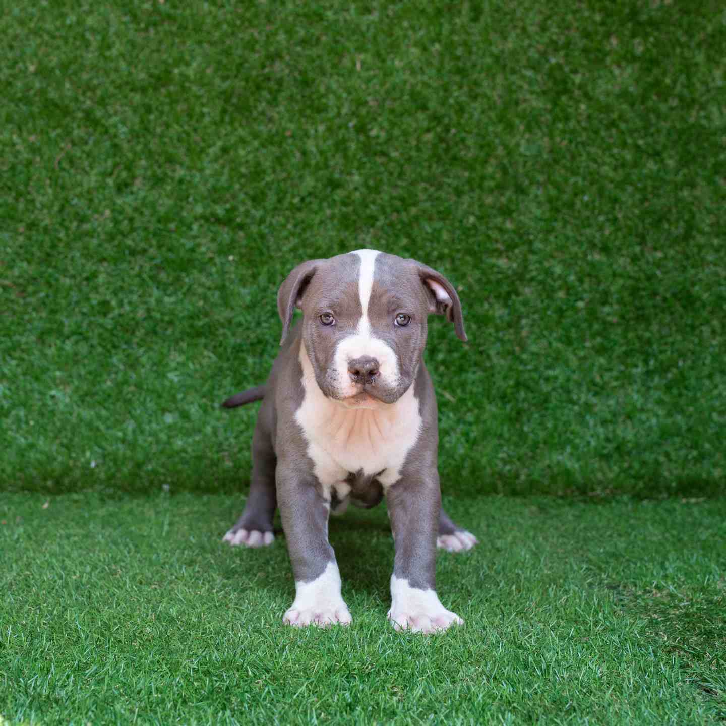 pitbull forest house
