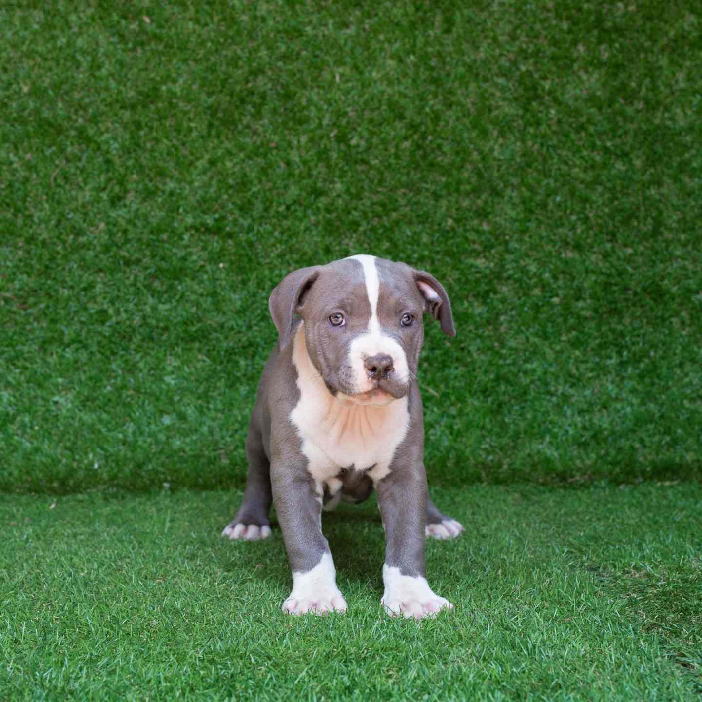 pitbull forest house