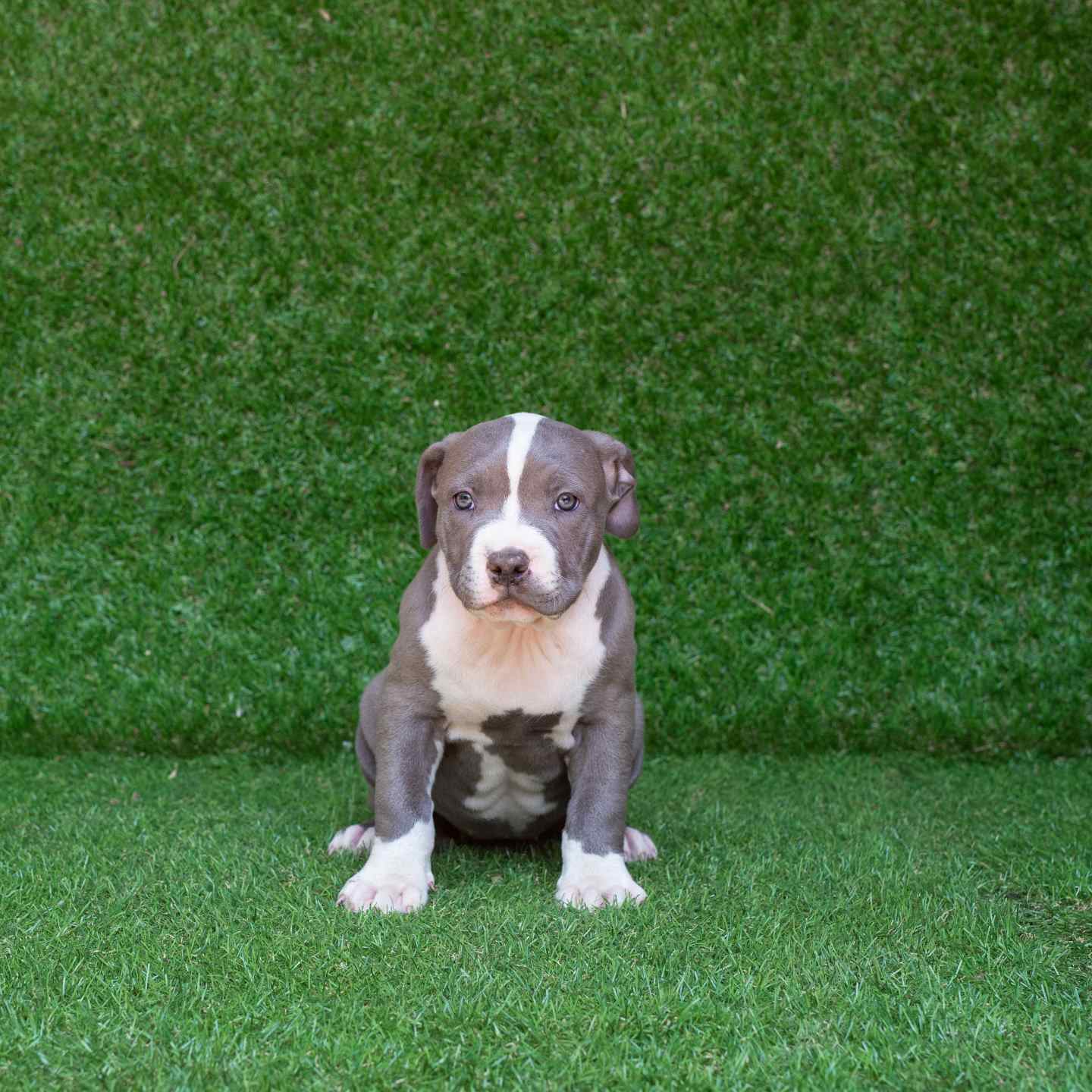pitbull forest house