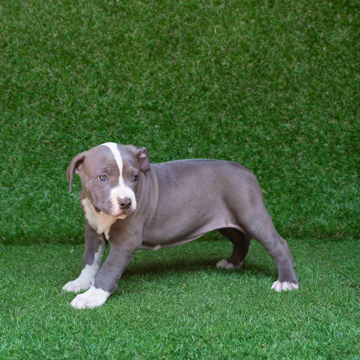 pitbull forest house