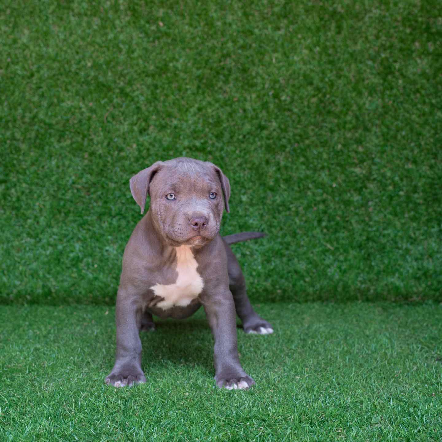 pitbull forest house