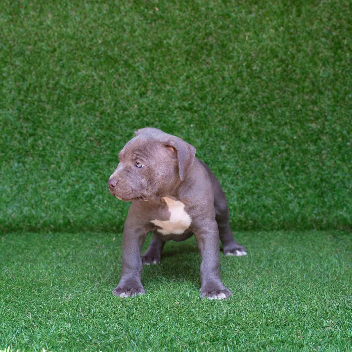 pitbull forest house