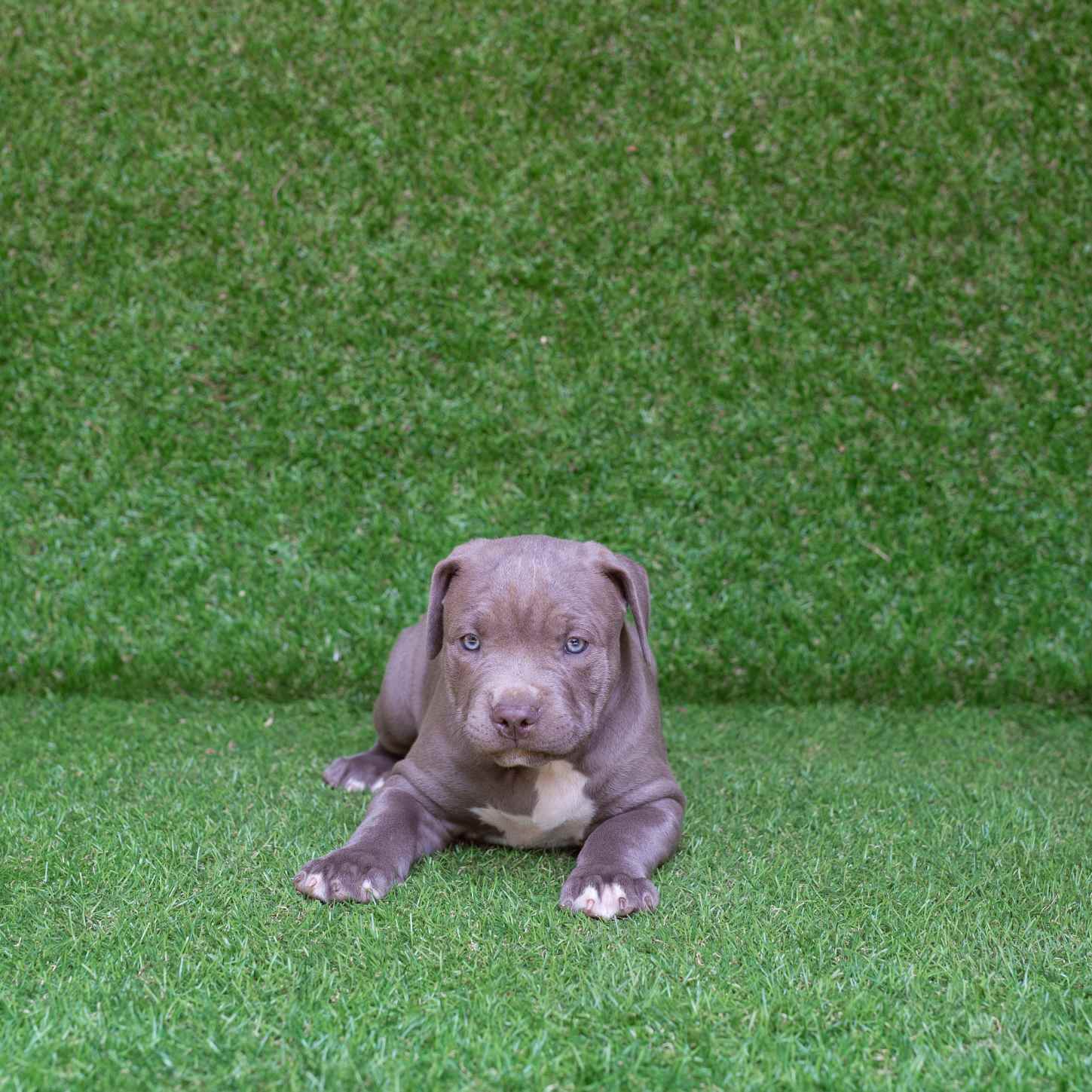 pitbull forest house