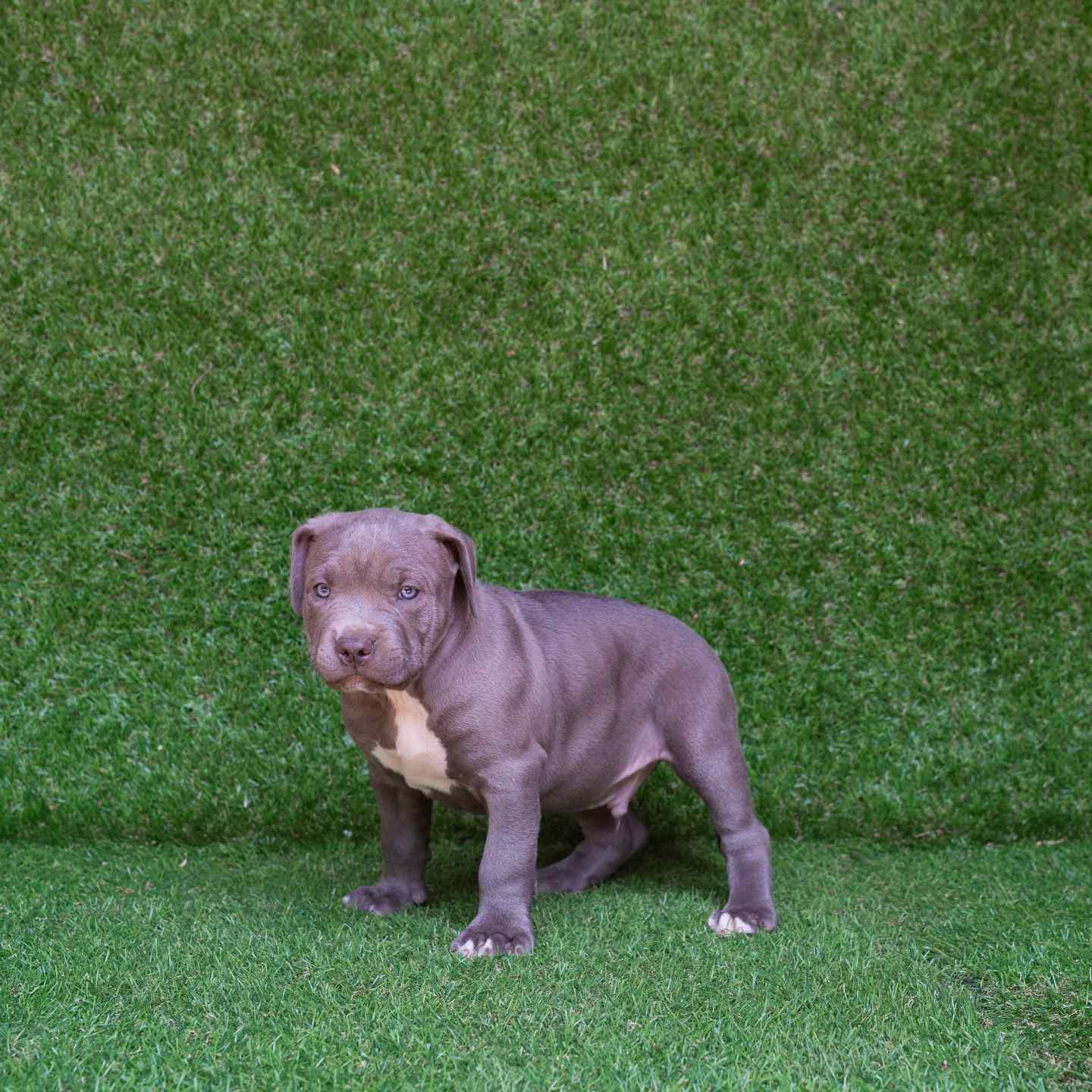 pitbull forest house