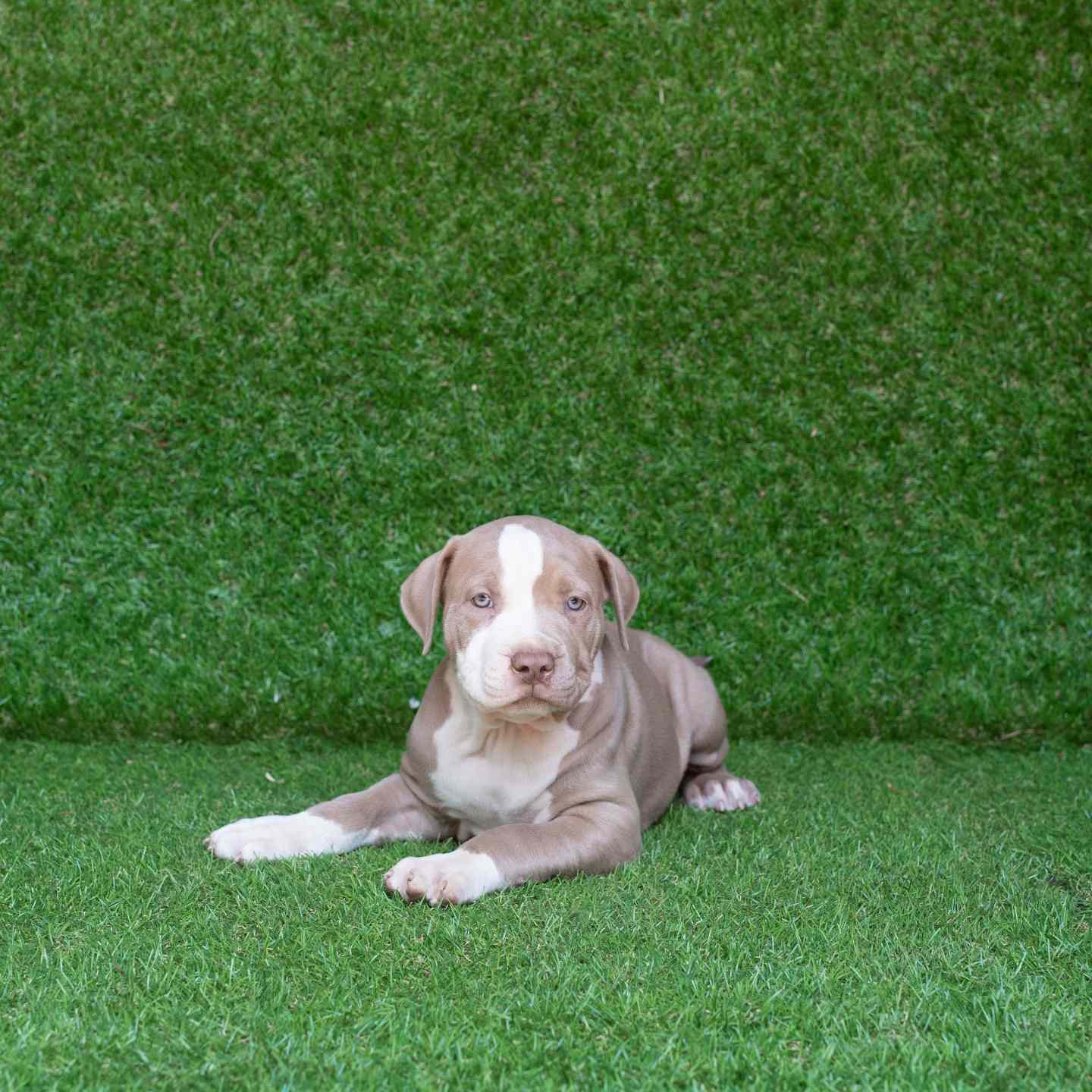 pitbull forest house