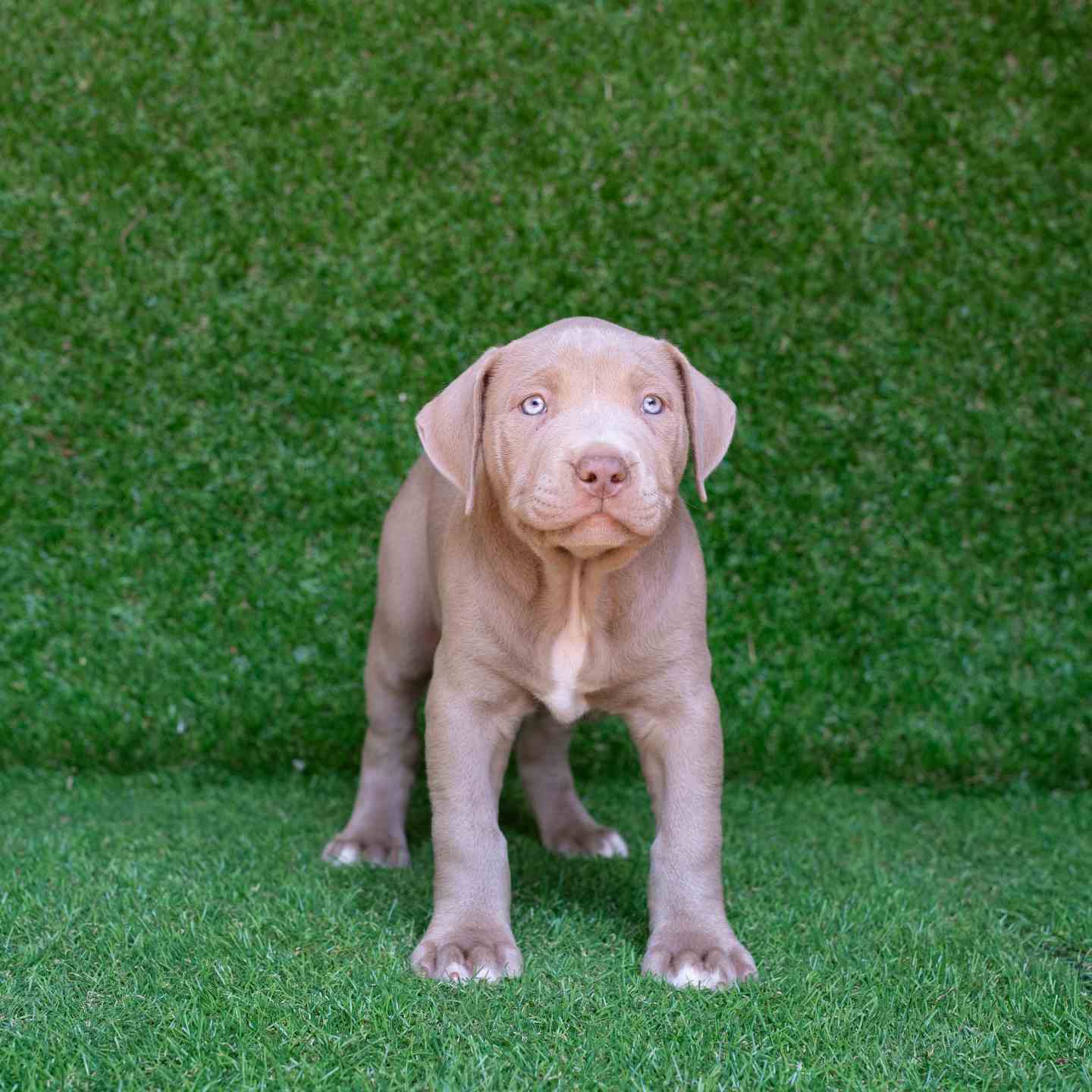 pitbull forest house