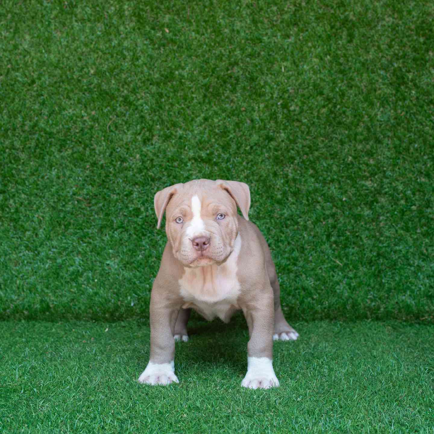 pitbull forest house