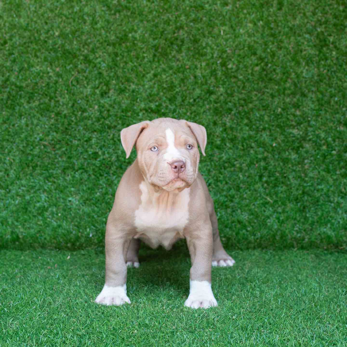 pitbull forest house
