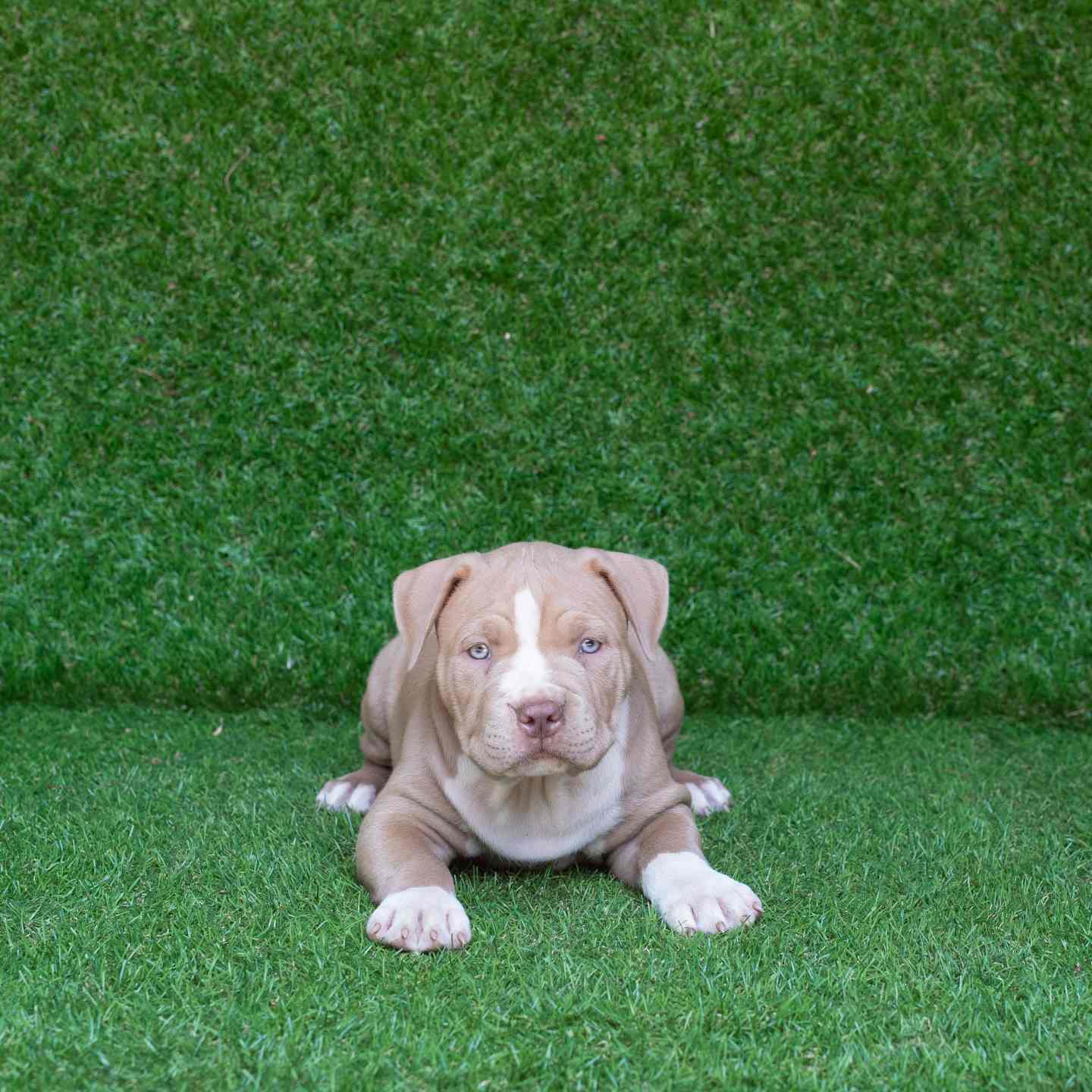 pitbull forest house