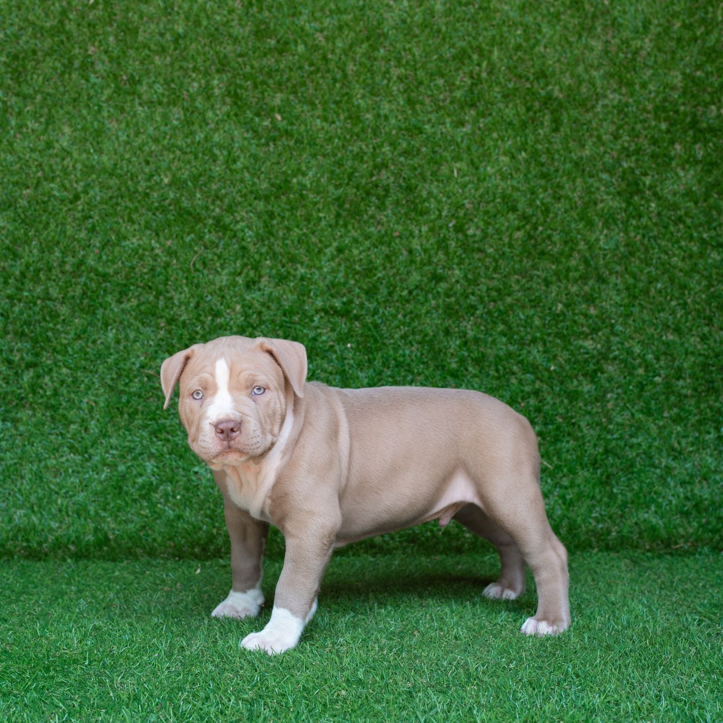 pitbull forest house