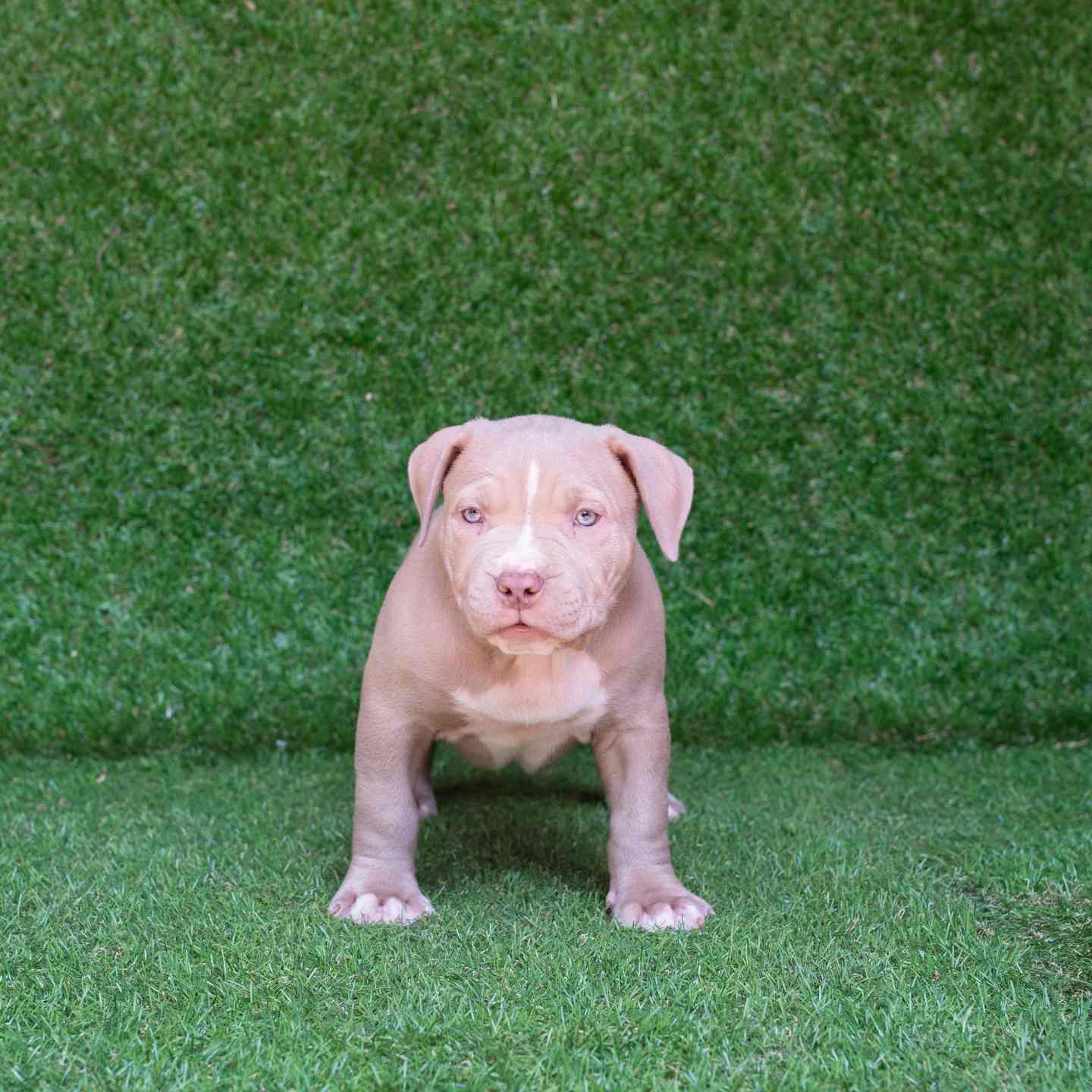 pitbull forest house