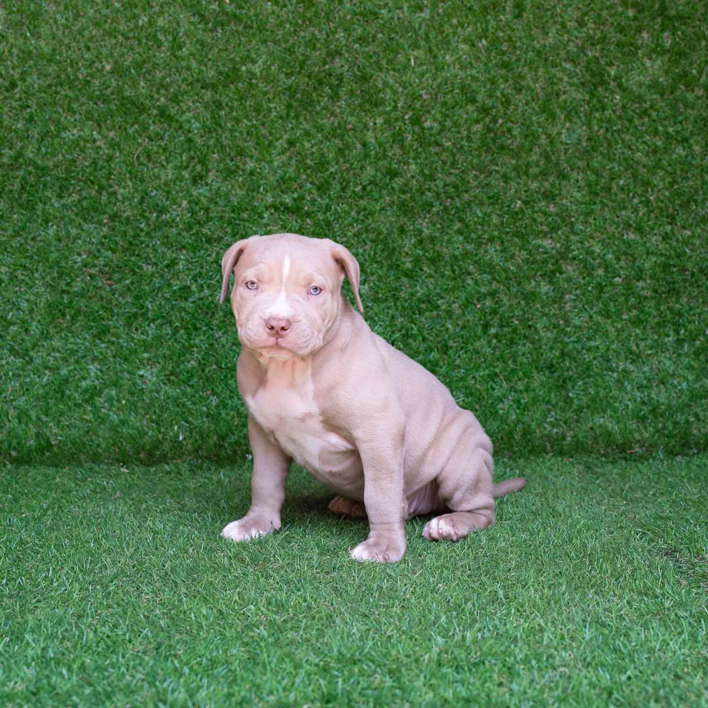 pitbull forest house