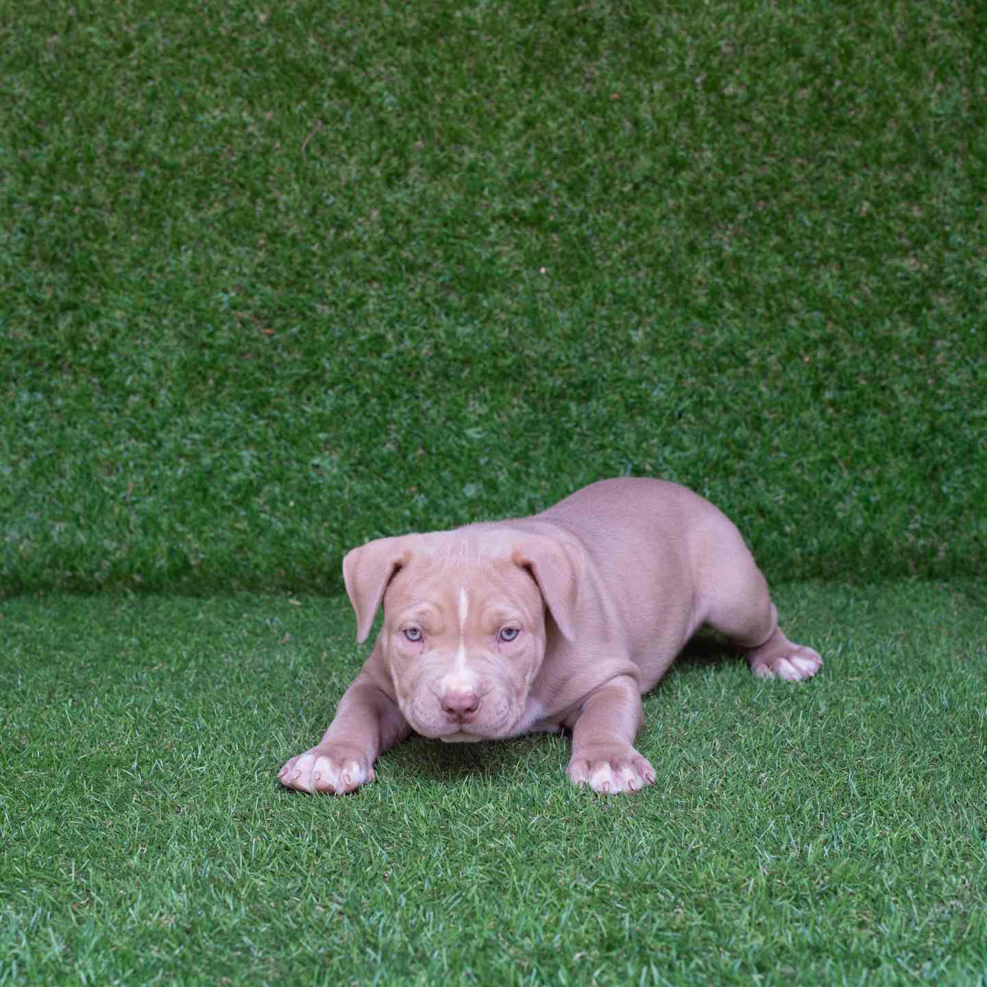 pitbull forest house