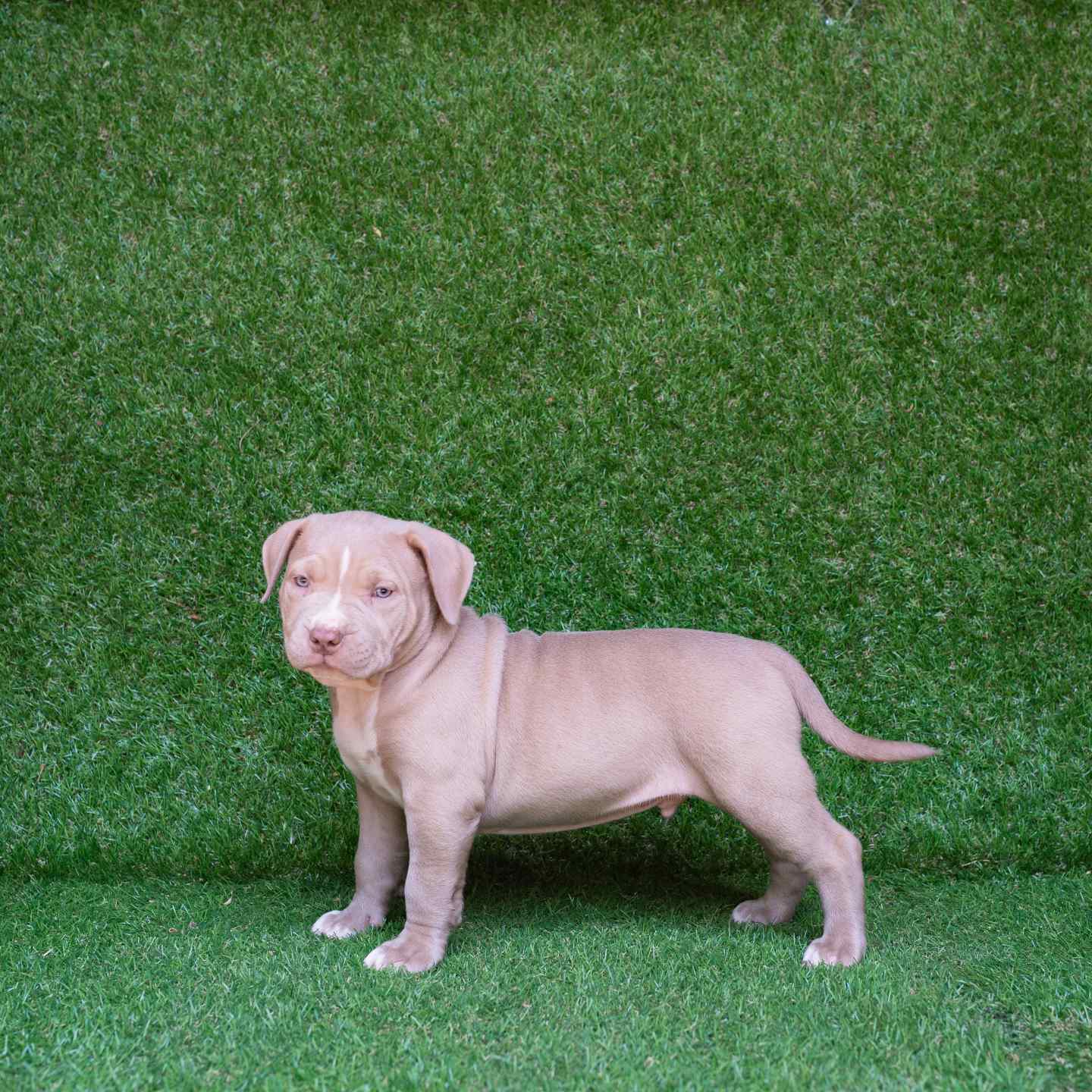 pitbull forest house
